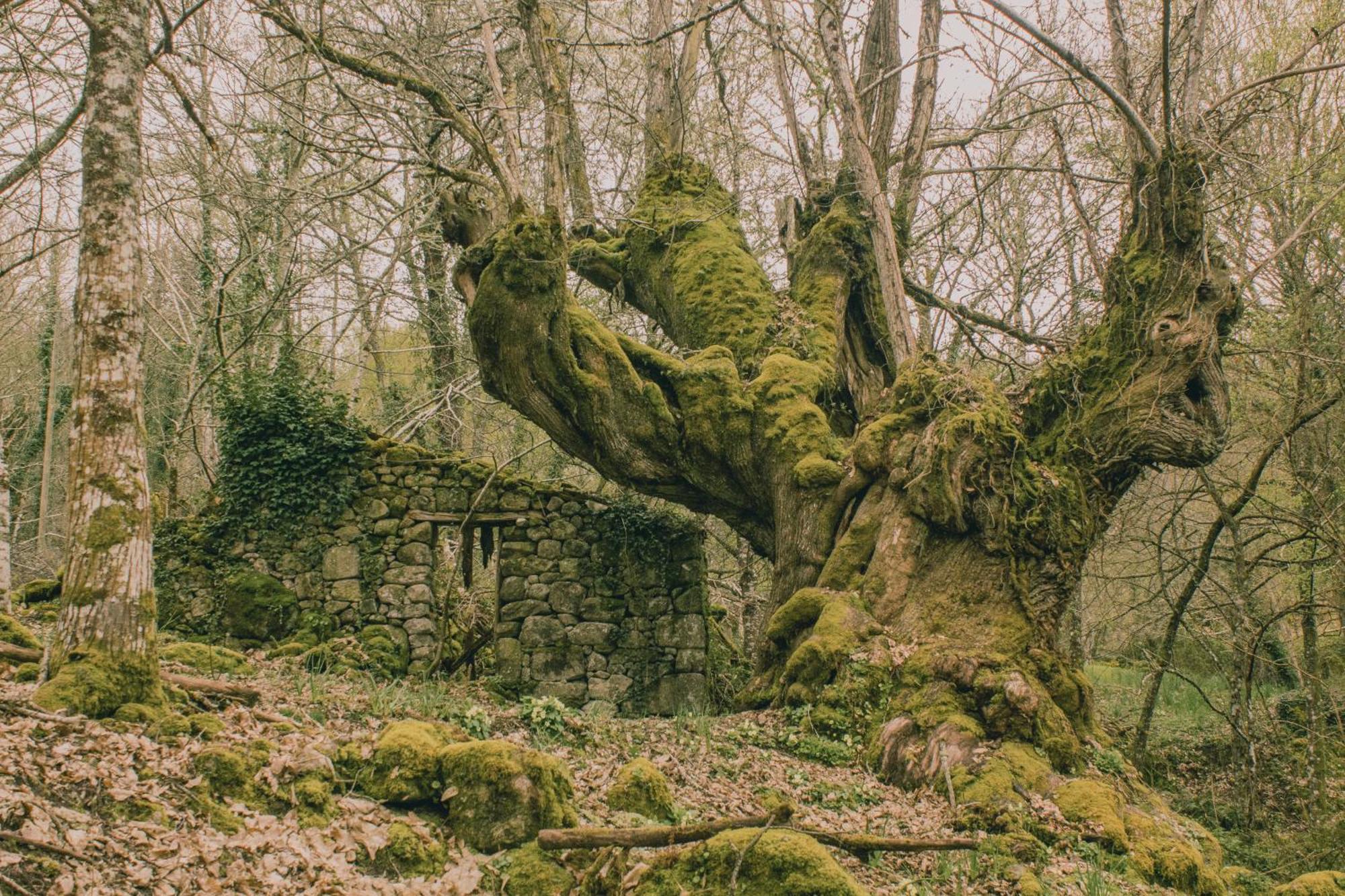 Casinas Do Sil Konuk evi Cristosende Dış mekan fotoğraf